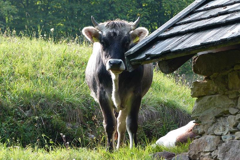 Kuh- und Tierhaltung auf unserem Bauernhof