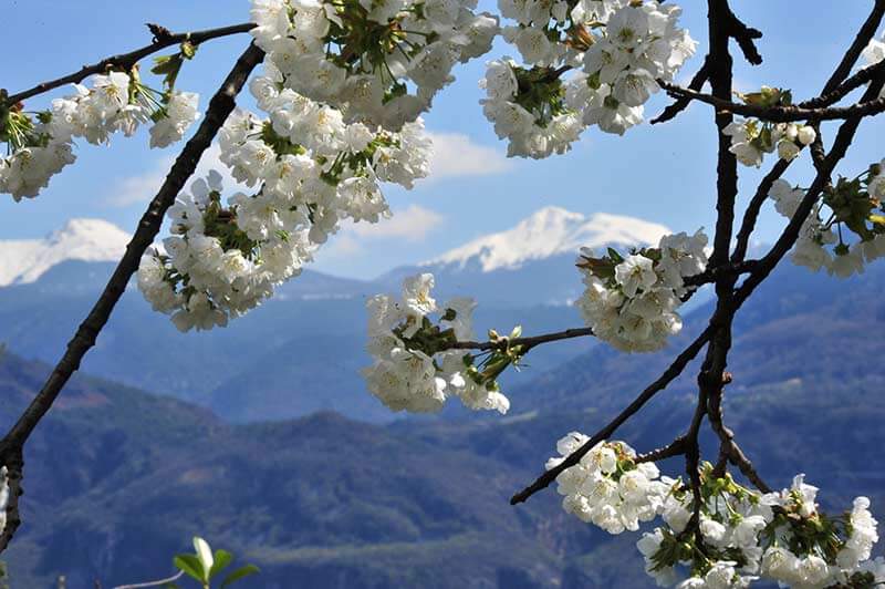 Blütezeit im Südtirols Süden